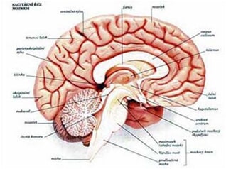 Trendy v terapii Trendy v terapii